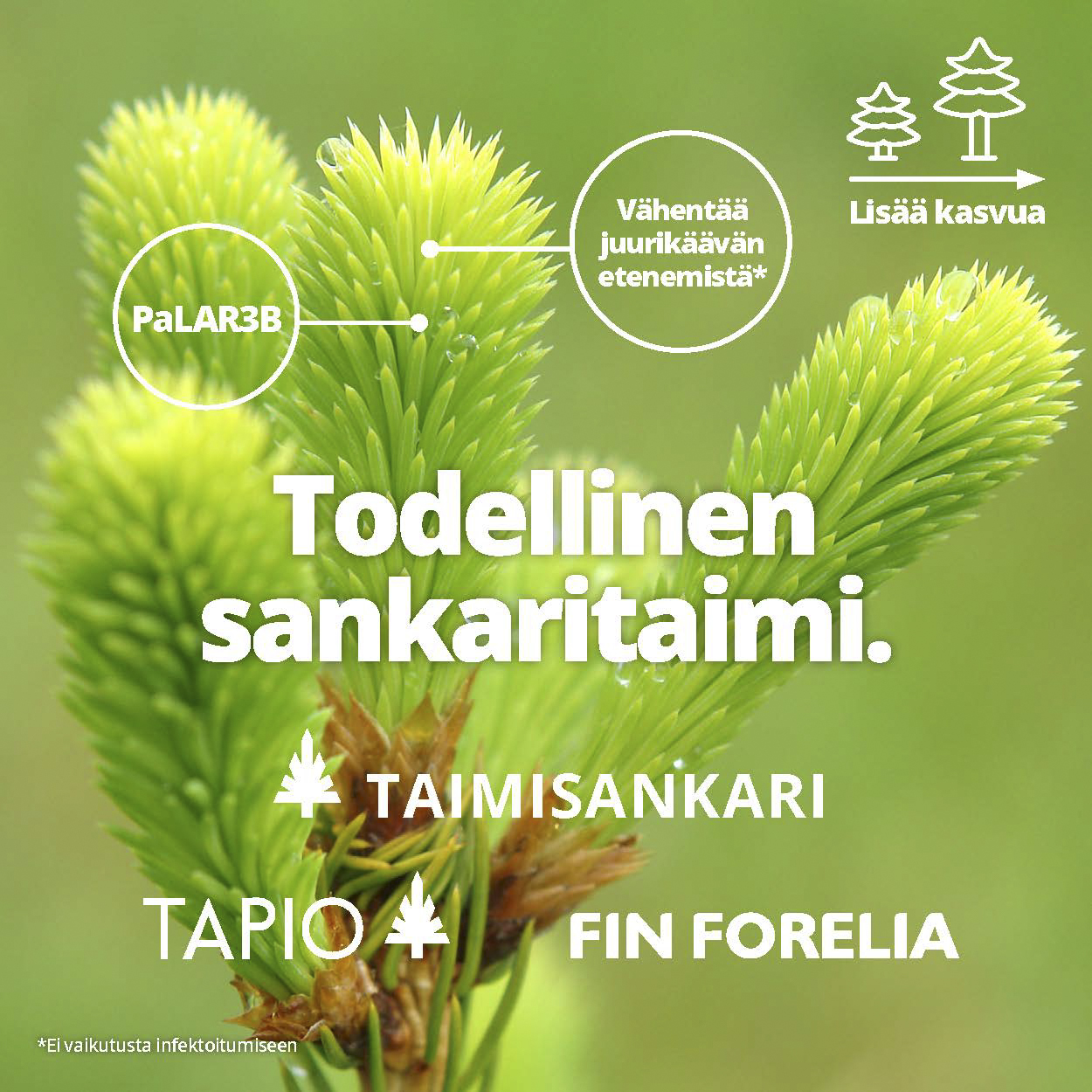 Taimisankarin mainoskuva, joka kertoo mm. taimisankarin vähentävän juurikäävän etenemistä