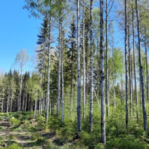 Säästöpuuryhmä, jossa lehtipuita